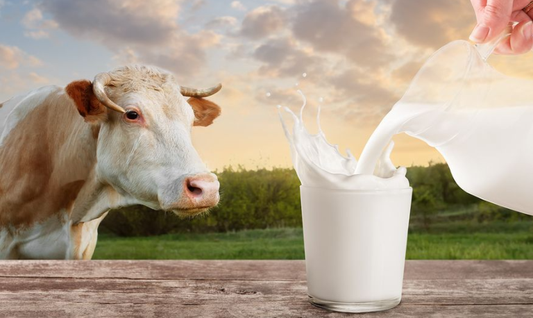 Πρώτη η Ελλάδα στην ΕΕ σε κρούσματα βρουκέλλωσης – Πως να προστατευτείτε