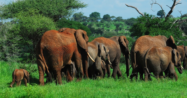 Ινδία: Κοπάδι 15 ελεφάντων επιτέθηκε σε πιστούς – Τρεις νεκροί