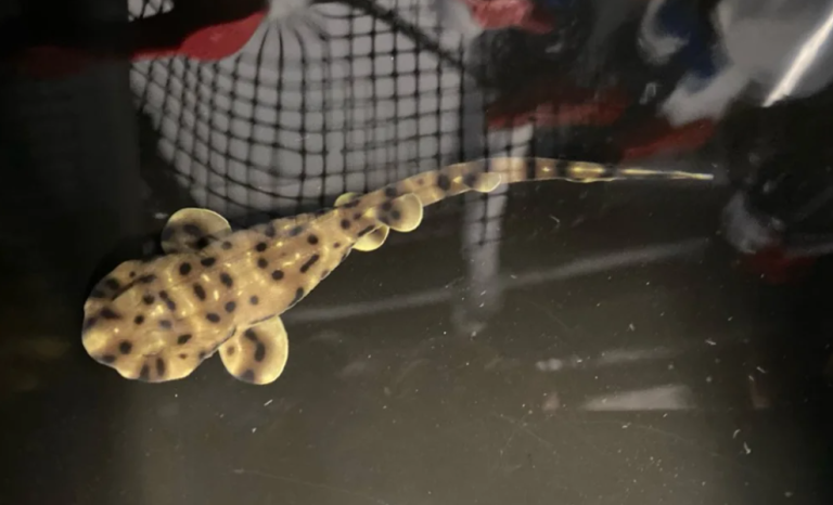 Μωρό καρχαρίας γεννήθηκε μυστηριωδώς σε ενυδρείο που φιλοξενεί μόνο θηλυκούς καρχαρίες