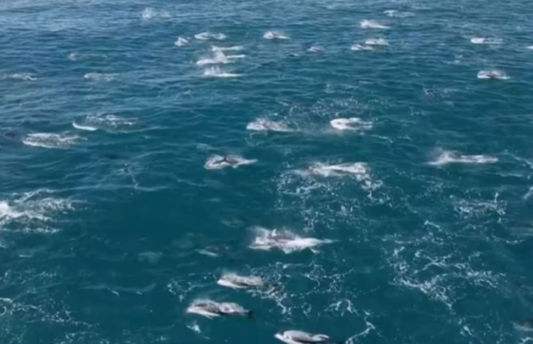 Καλιφόρνια: «Υπερκοπάδι» 2.000 δελφινιών σε παιχνίδια και ακροβατικά