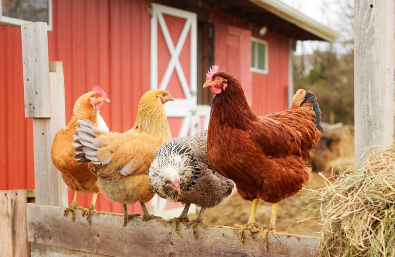 Γιατί οι Αμερικανοί νοικιάζουν κότες;