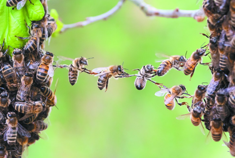 Οι Μέλισσες μας Αποχαιρετούν — Μυστήριος Μαζικός Θάνατος του μισού Πληθυσμού των Μελισσών, στις ΗΠΑ