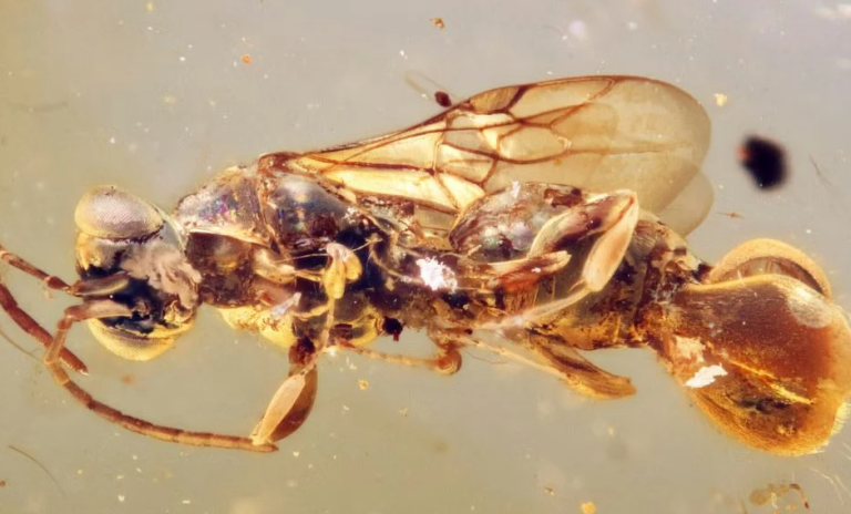 Ανακαλύφθηκε εντυπωσιακή σφήκα-βαμπίρ της εποχής των δεινοσαύρων