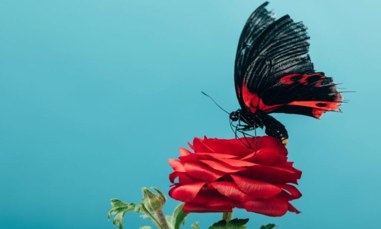 Γιατί εξαφανίζονται οι πεταλούδες – Το μυστήριο που ανησυχεί τους επιστήμονες