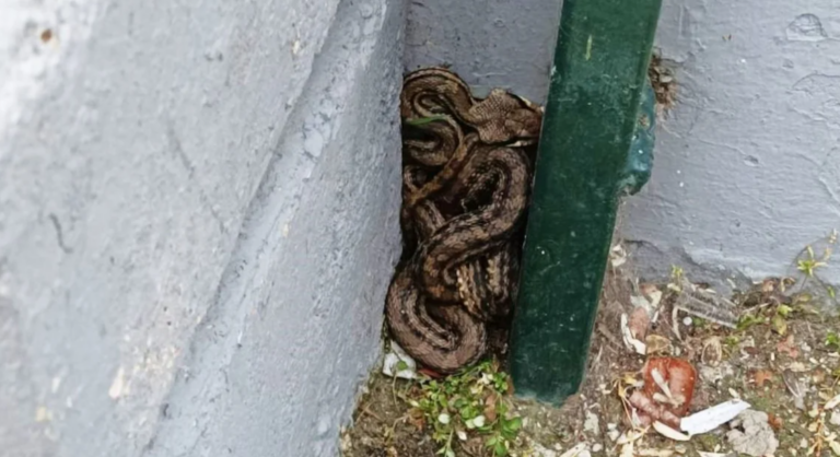 Πατήσια: Βρέθηκε λαφιάτης σε προαύλιο σχολείου -Είναι το μεγαλύτερο φίδι που συναντάται στην Ελλάδα