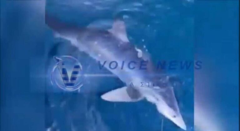 «ΠΡΟΣΟΧΗ!» ΓΑΛΑΖΙΟΣ ΚΑΡΧΑΡΙΑΣ ΣΤΗ ΣΚΙΩΝΗ ΧΑΛΚΙΔΙΚΗΣ