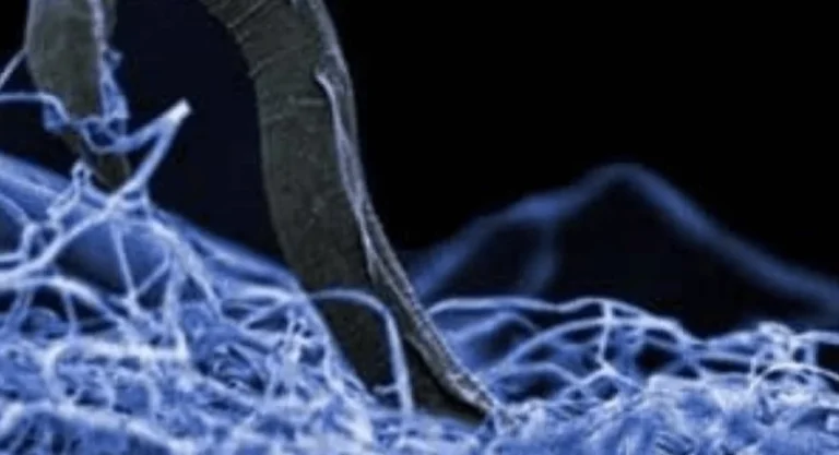 Μικρόβια ανακαλύφθηκαν ζωντανά σε βράχο ηλικίας 2 δισ. ετών!