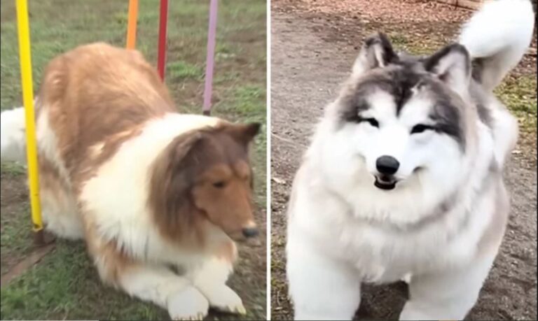 Παράνοια: Ο άνθρωπος που «έγινε» σκύλος άνοιξε ζωολογικό κήπο μόνο για ανθρώπους… ζώα