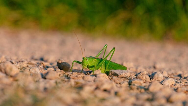 Η βιβλική μάστιγα των κανίβαλων γρύλων εισβάλλει σε πολιτεία των ΗΠΑ!