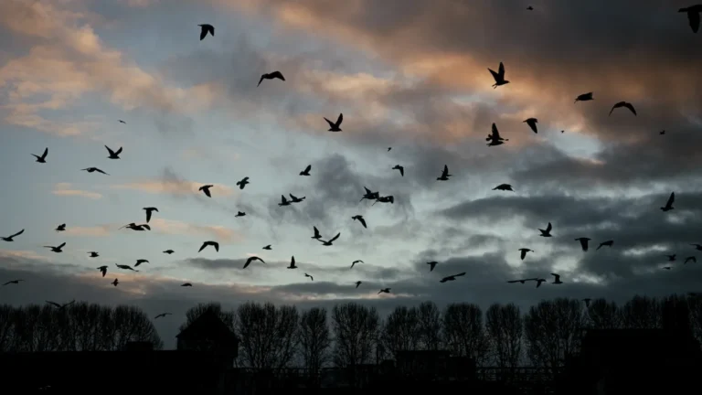 Ανησυχία στις ΗΠΑ: Μειώνεται επικίνδυνα ο αριθμός των πουλιών!