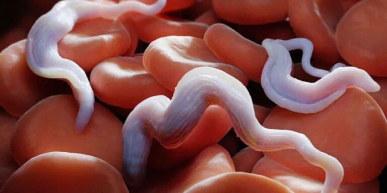 Παγκόσμιος συναγερμός από νέα θανατηφόρα επιδημία – Ξέφυγε φονικό παράσιτο και μεταφέρει την «ασθένεια του ύπνου» εκτός Αφρικής