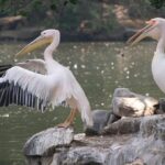 Μυστήριο: Πελεκάνοι πέφτουν νεκροί από τον ουρανό στην Αλαμπάμα!