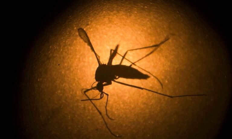 Συναγερμός για τον ιό Oropouche: Η μυστηριώδης νόσος που μόλυνε 23.000 ανθρώπους