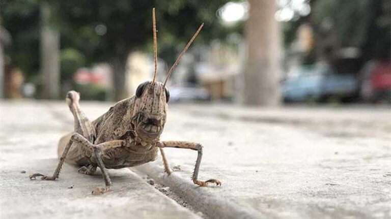 «Ξύπνησαν» οι ακρίδες στη Θράκη – Ανησυχία για την αυξημένη παρουσία τους