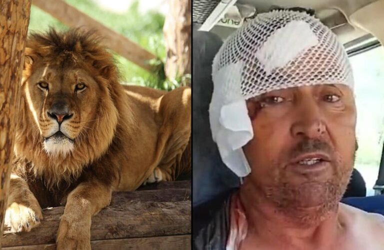 «Μόλις σήκωσα την κουβέρτα, όρμησε πάνω μου»: Αγρότης στην Τουρκία δέχθηκε επίθεση από λιοντάρι