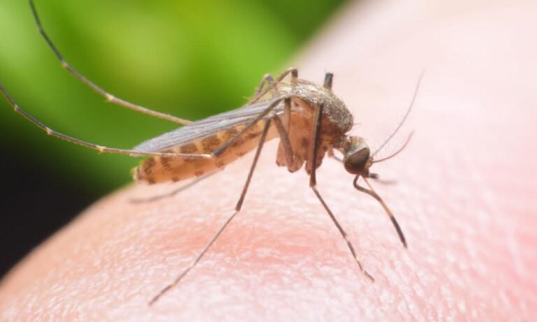 Συναγερμός από το ECDC: Αυξημένα κρούσματα λοιμώξεων από κουνούπια στην Ευρώπη – Τα μέτρα προστασίας που σώζουν ζωές