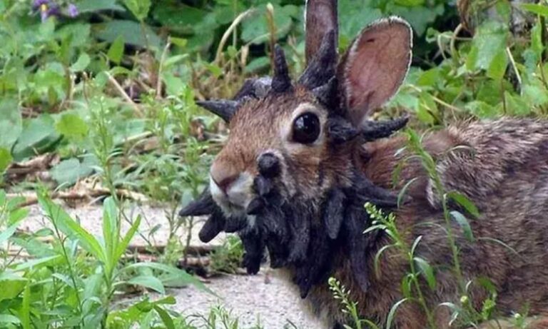 Κουνέλια «Φρανκενστάιν»: Φυτρώνουν κέρατα και πλοκάμια στο κεφάλι τους – «Μην τα αγγίζετε»