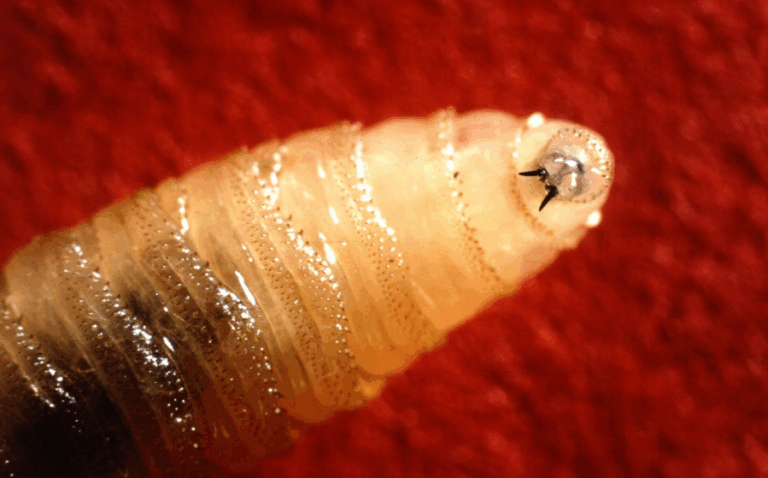 Συναγερμός στις ΗΠΑ – Εμφανίστηκε το πρώτο κρούσμα του σαρωτικού παρασίτου Screwworm-Μύγα του Νέου Κόσμου