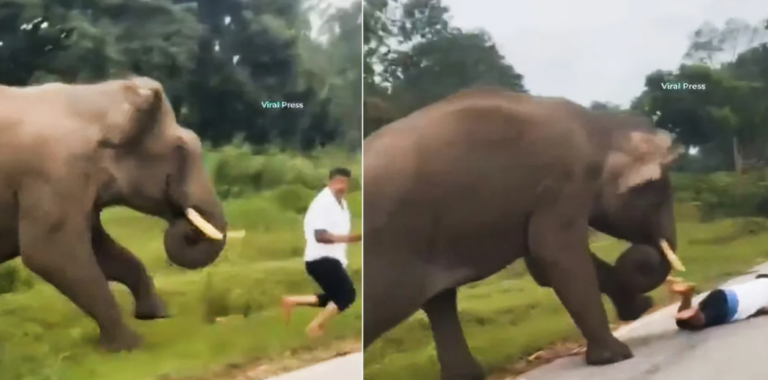 Ελέφαντας καταδίωξε και ποδοπάτησε τουρίστα που πήγε να βγάλει σέλφι