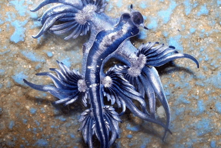 Συναγερμός στην Ισπανία: Κλείνει παραλίες σε τουριστικά θέρετρα λόγω εμφάνισης επικίνδυνων ζώων – Τι είναι ο «μπλε δράκος»