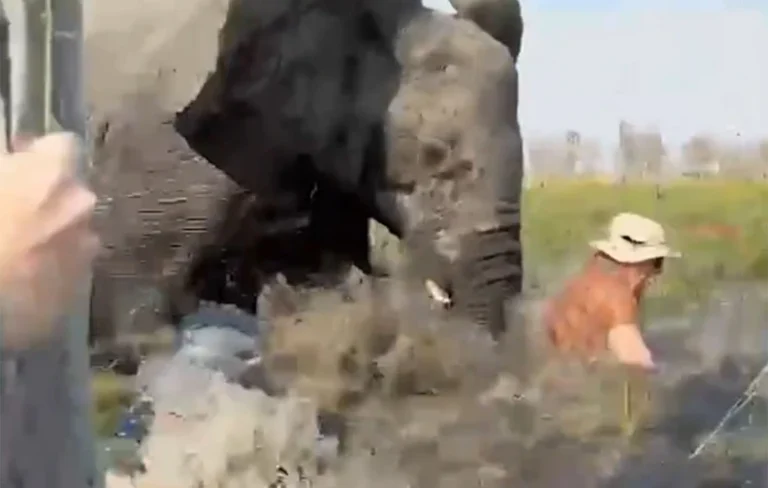 Η τρομακτική στιγμή που εξαγριωμένος ελέφαντας επιτίθεται σε τουρίστρια στην Μποτσουάνα