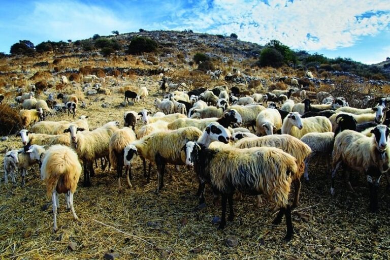 «SILVER ALERT» ΓΙΑ… 1.435.760 ΑΙΓΟΠΡΟΒΑΤΑ ΣΤΗΝ ΚΡΗΤΗ! ΜΕΧΡΙ ΚΑΙ Η ΕΛΣΤΑΤ ΕΝΤΟΠΙΖΕΙ ΤΗΝ ΑΠΑΤΗ ΑΛΛΑ Η ΚΥΒΕΡΝΗΣΗ ΠΕΤΑΕΙ ΧΑΡΤΑΕΤΟ