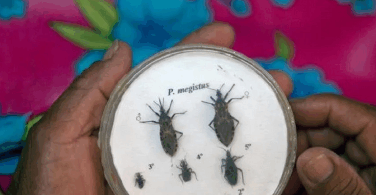 Επιφυλακή στις ΗΠΑ για τα «ακάρεα του φιλιού»: Μεταδίδουν τη νόσο Τσάγκας που μπορεί να σκοτώσει – Ποια είναι τα συμπτώματα