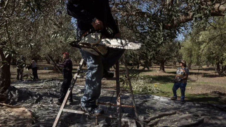 Όσοι έχουν ελιές κινδυνεύουν με πρόστιμα έως 5.000 ευρώ – Τι αλλάζει από φέτος