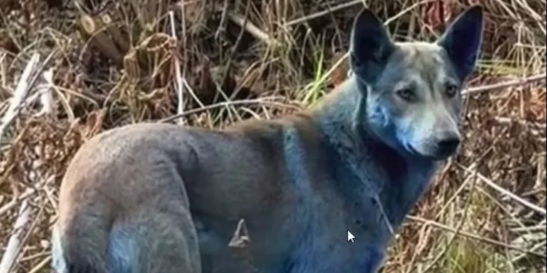 Τσερνόμπιλ: Μυστήριο με γαλάζιους σκύλους, εντοπίστηκαν κοντά στη ζώνη της πυρηνικής καταστροφής