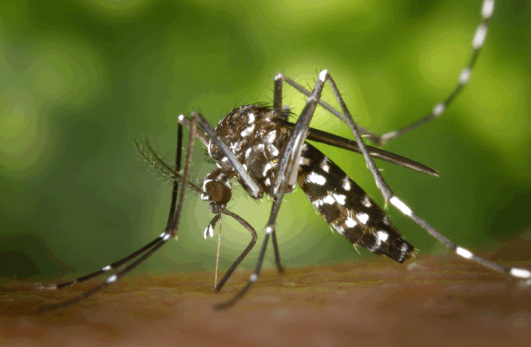 Οι αξιωματούχοι επιβεβαιώνουν ότι ο «θανατηφόρος» ιός που προκάλεσε περιορισμούς τύπου Covid στην Κίνα βρίσκεται τώρα στη Νέα Υόρκη.