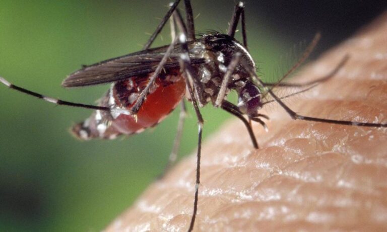 Ο ιός Chikungunya εξαπλώνεται στην Ευρώπη – Συναγερμός σε Ιταλία και Γαλλία