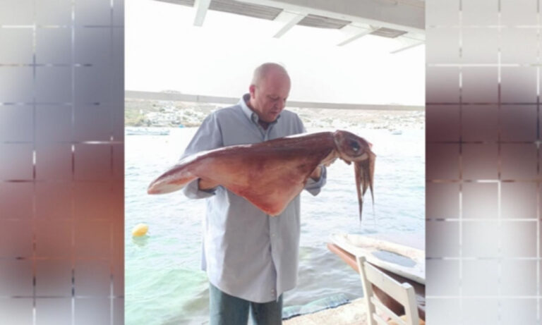 Δύο καλαμάρια γίγαντες εμφανίστηκαν στη Μύκονο