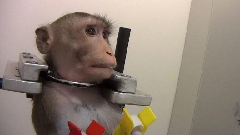 Απίστευτο… σκάει «βόμβα» φυματίωσης – «Κουκουλώνει» μυστικά εργαστήρια με πιθήκους το CDC