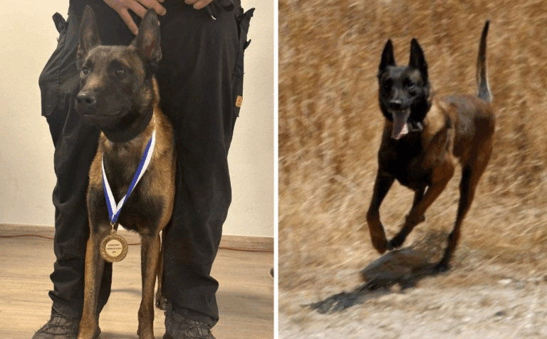 Συμβόλαιο θανάτου και για την Anubis; Σκότωσαν τον Echo, τον σκύλο που είχε βοηθήσει στην έρευνες στα Τέμπη και στην εξαφάνιση Καλογήρου.