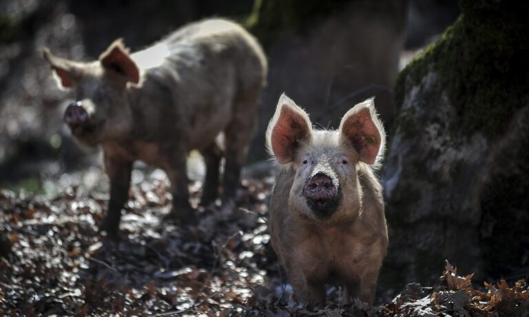Ανησυχία στην Ισπανία: Εμφανίστηκαν έπειτα από 31 χρόνια κρούσματα αφρικανικής πανώλης των χοίρων