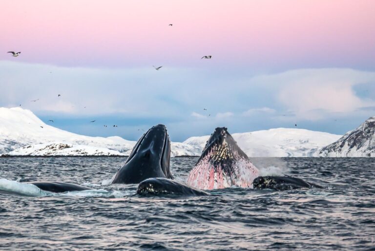 Drones ανίχνευσαν θανατηφόρο ιό στις φάλαινες στην Αρκτική