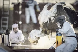 Η Ευρώπη κλείνει τα πουλερικά στα κοτέτσια