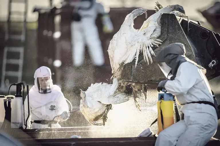 Η Ευρώπη κλείνει τα πουλερικά στα κοτέτσια