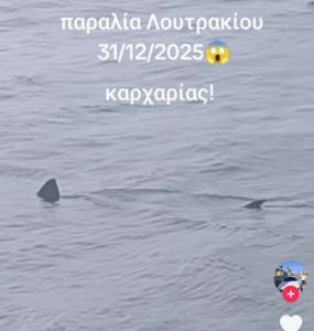 Τεράστιος καρχαρίας κάνει βόλτα σε ρηχά νερά στην παραλία Λουτρακίου!
