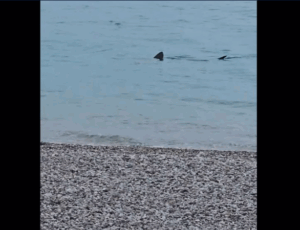 Λουτράκι: Καρχαρίας «κόβει βόλτες» σε ρηχά νερά στην παραλία