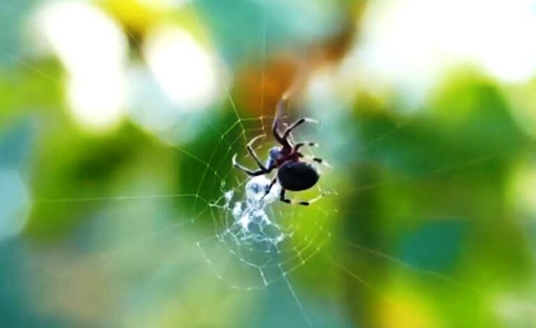 Τρόμος στην Ισπανία: Η σπάνια αράχνη βιολί και τα μυστηριώδη τσιμπήματα σε παραλίες και ξενοδοχεία