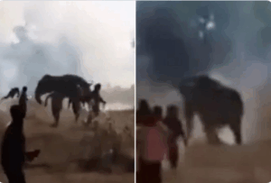 Δεκαήμερο τρόμου στην ανατολική Ινδία: Ανεξέλεγκτος ελέφαντας σκότωσε πάνω από 20 ανθρώπους