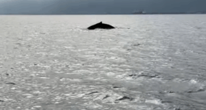 Σπάνιο θέαμα: Φάλαινα εντοπίστηκε στον Παγασητικό