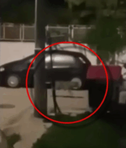 Χαϊδάρι: Λύκος περιπλανιέται στους δρόμους κοντά στο Δαφνί -Η έκκληση του δημάρχου της περιοχής