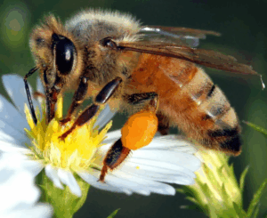 Οι μέλισσες διαθέτουν το μυστικό της επικοινωνίας των ανθρώπων με τους εξωγήινους