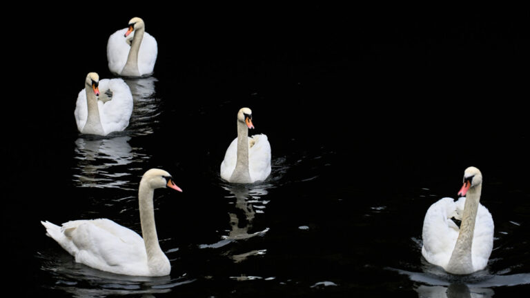 Βρετανία: 30 κύκνοι βρέθηκαν νεκροί στον ποταμό Τάμεση – Τι φοβούνται οι αρμόδιες υπηρεσίες