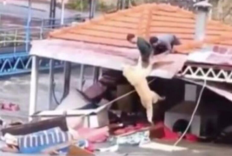 Τουρκία: Υπερχείλισε φράγμα από τις βροχές – Η στιγμή που δύο άτομα σώζουν σκύλο από τα ορμητικά νερά