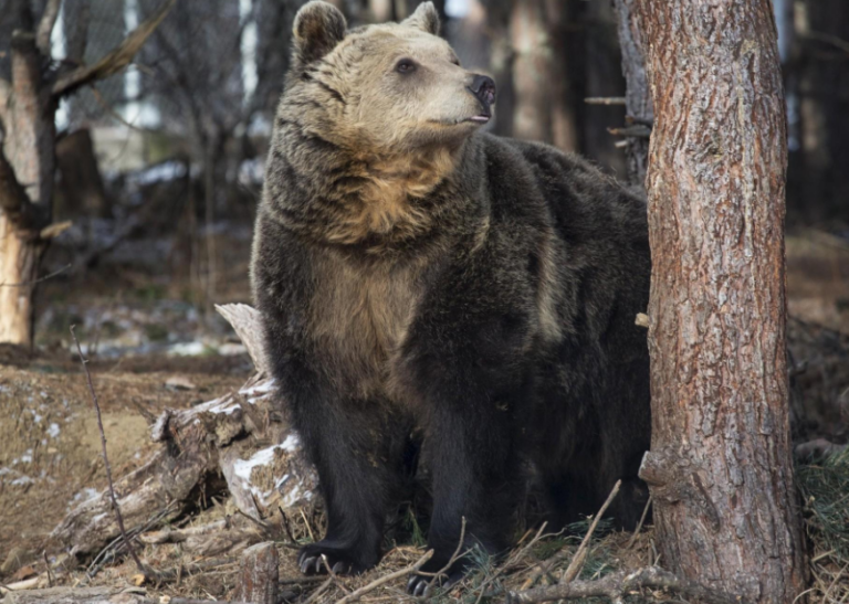 Για πρώτη φορά στη Βουλγαρία: Άγρια ζώα φτάνουν αεροπορικώς από την Αργεντινή