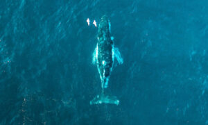 Οι γαλάζιες φάλαινες έχουν σωπάσει και αυτό δεν είναι καλό