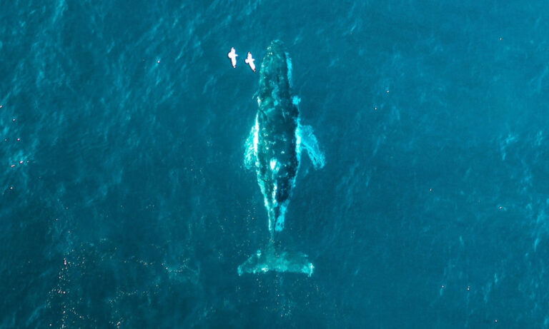 Οι γαλάζιες φάλαινες έχουν σωπάσει και αυτό δεν είναι καλό